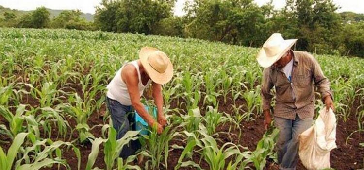Campesinos de Guerrero rechazan que su producción aumentó al doble.
