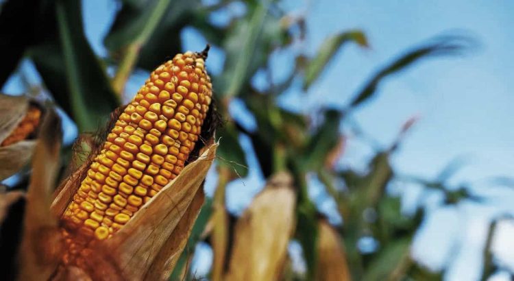 La sequía amenaza la producción del maíz; prevén caída del 50 por ciento