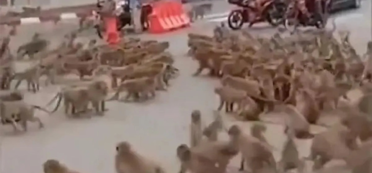 Bandas de monos se adueñan de las calles… la policía ya capturó al líder