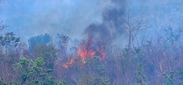 En un 80% están controlados los incendios forestales en Guerrero