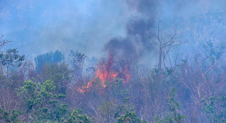 En un 80% están controlados los incendios forestales en Guerrero