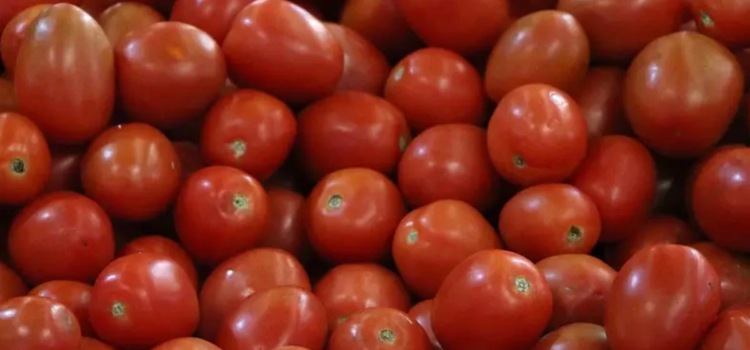 Establece México nuevos precios base para exportar tomate fresco