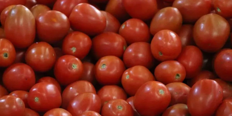 Establece México nuevos precios base para exportar tomate fresco