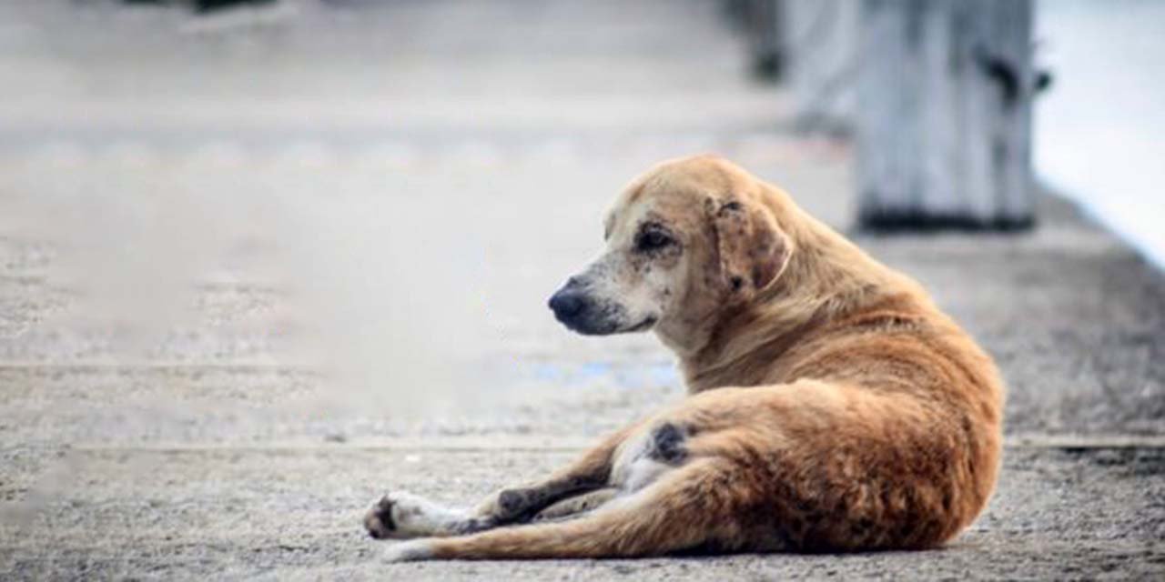Reportan un quinto caso de gusano barrenador en un perro