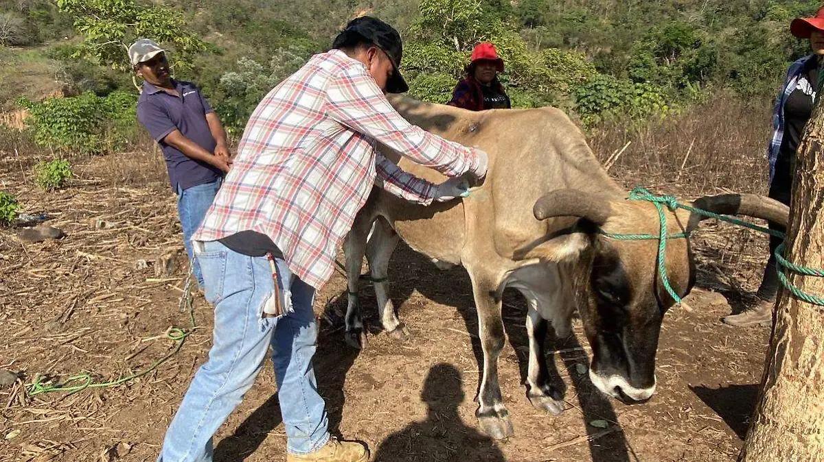 Reportan más de 700 casos de gusano barrenador en Acapulco