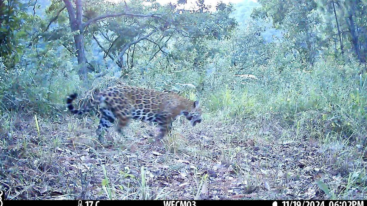 Guerrero fortalece la protección del jaguar; instalarán 50 cámaras para vigilar su hábitat